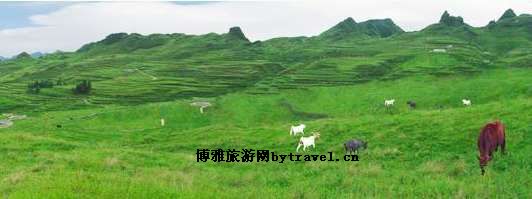 德江万亩草原