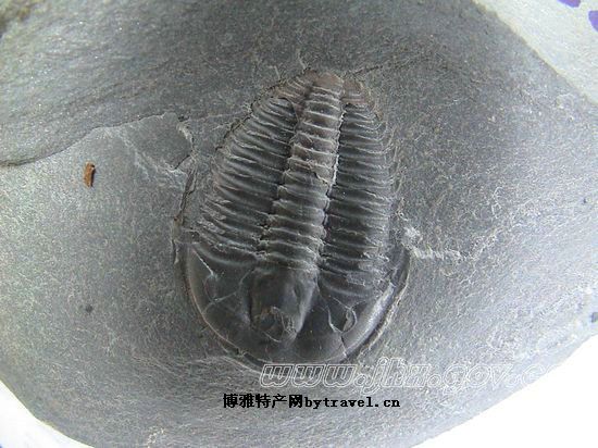 革东古生化石物自然保护区