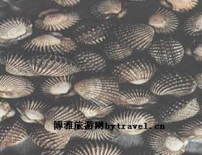 洞蟒