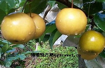 山妹子金秋梨