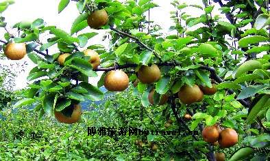 “金谷福梨”农业观光园