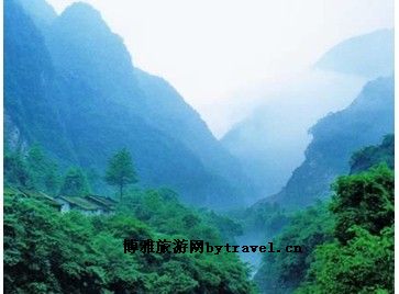 都江堰厚朴