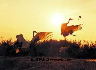 阳平观