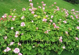 宝光素斋
