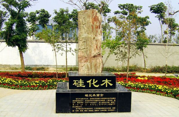 自贡长山岭硅化木