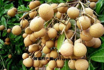 泸州桂圆