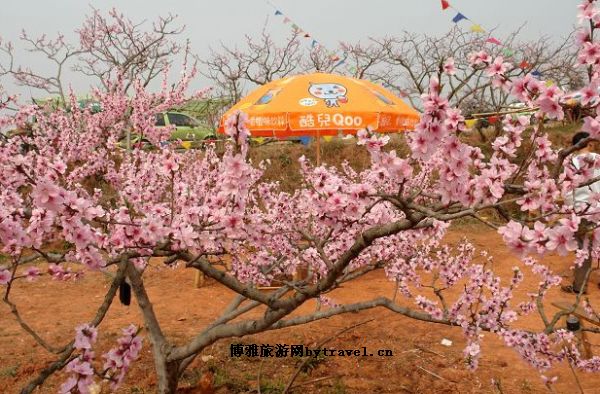 广汉松林桃花