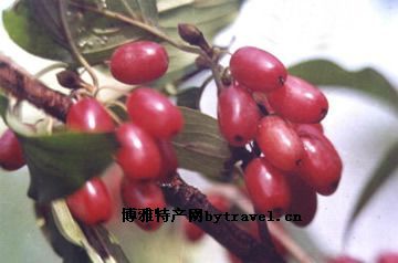 蜀中枣皮