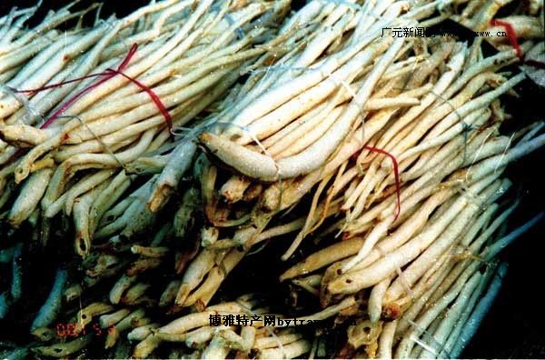 苍溪川明参