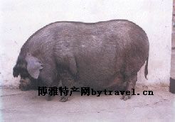内-