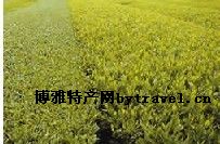 川红工夫茶