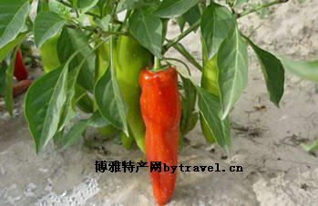 甜樱桃