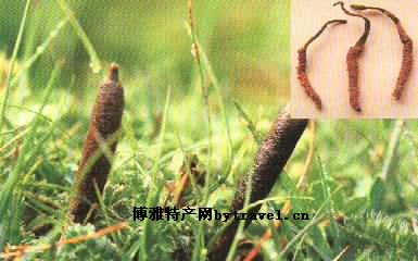 茂县野生沙棘