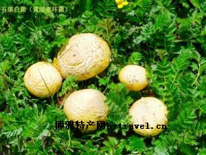 石渠白菌