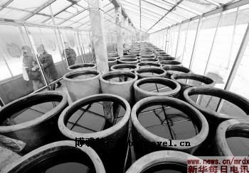 凉山半细毛羊