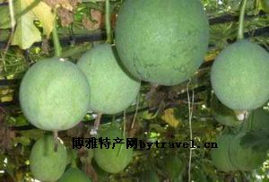 水富瓜蒌
