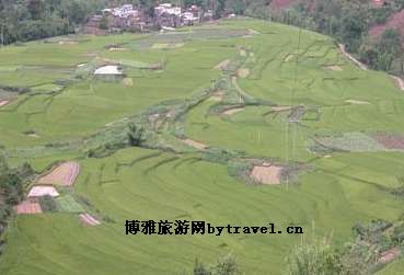 澜沧菠萝