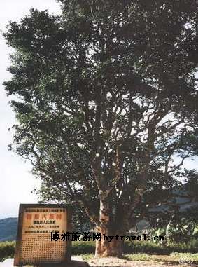 邦崴过渡型古茶树