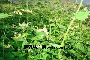 凉拌酸蚂蚁蛋
