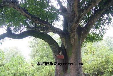 爱情树