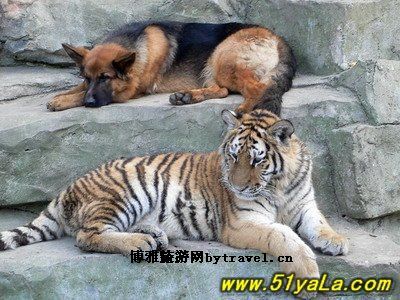 大连森林动物园