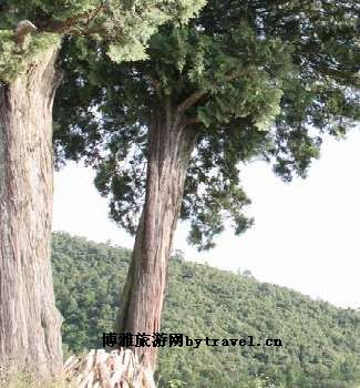 细些柏木树