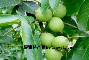 南华核桃