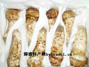 南华松茸