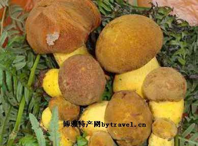 楚雄牛肝菌