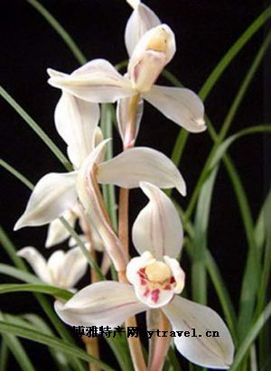 巍山兰花