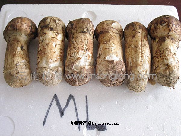 香格里拉松茸