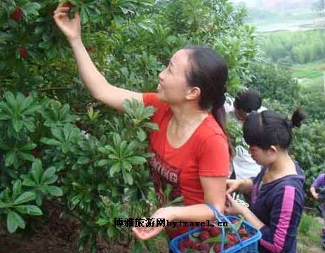 石屏生态杨梅园