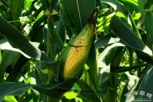 ��ˮ������