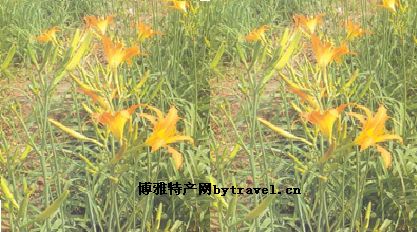 镇原黄花
