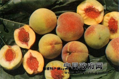 宁县黄甘桃