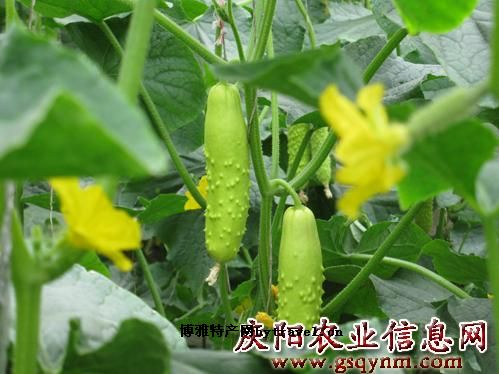 板桥白黄瓜