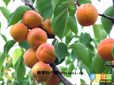 灵台牛心杏