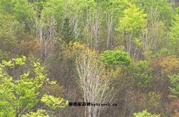 太统山森林公园