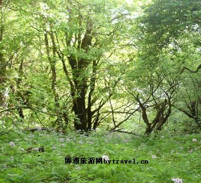 薤韭山