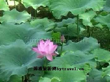 莲花湖公园