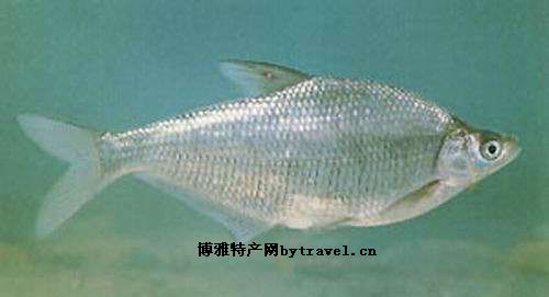 长春鳊(鳊花)
