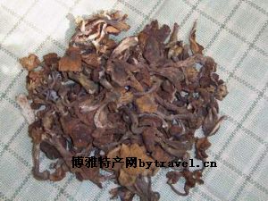 滑子蘑