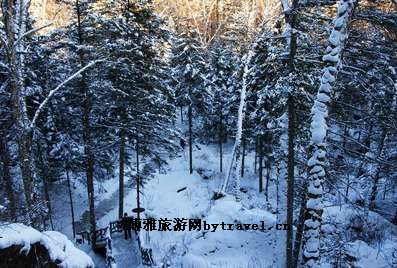 原始红松林