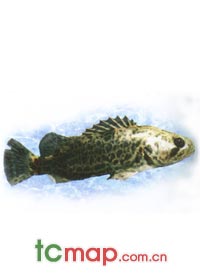 鳜鱼(鳌花)