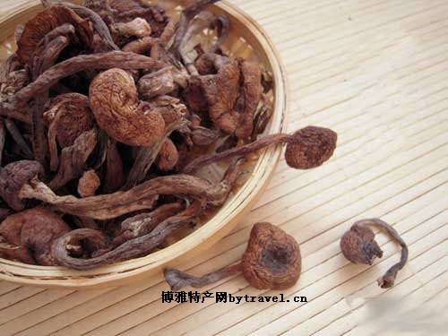榛蘑(口蘑科)