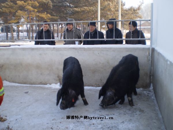 兰西-