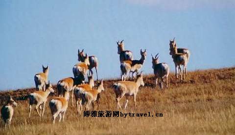 巴尔虎草原黄羊自然保护区