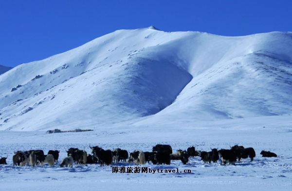 格拉丹东雪山