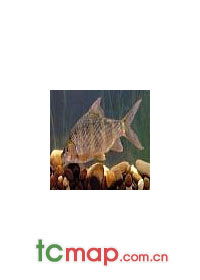 ë