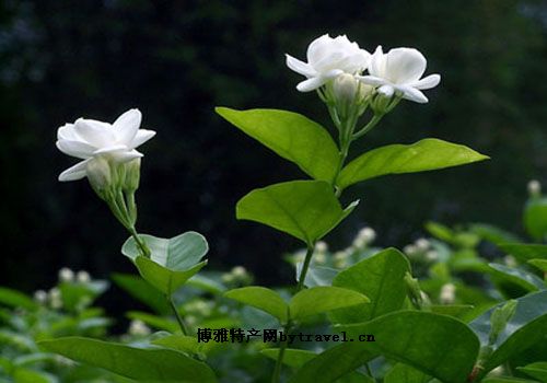 横县茉莉花